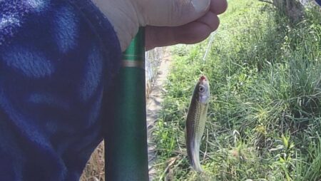 ホンモロコ釣り終盤